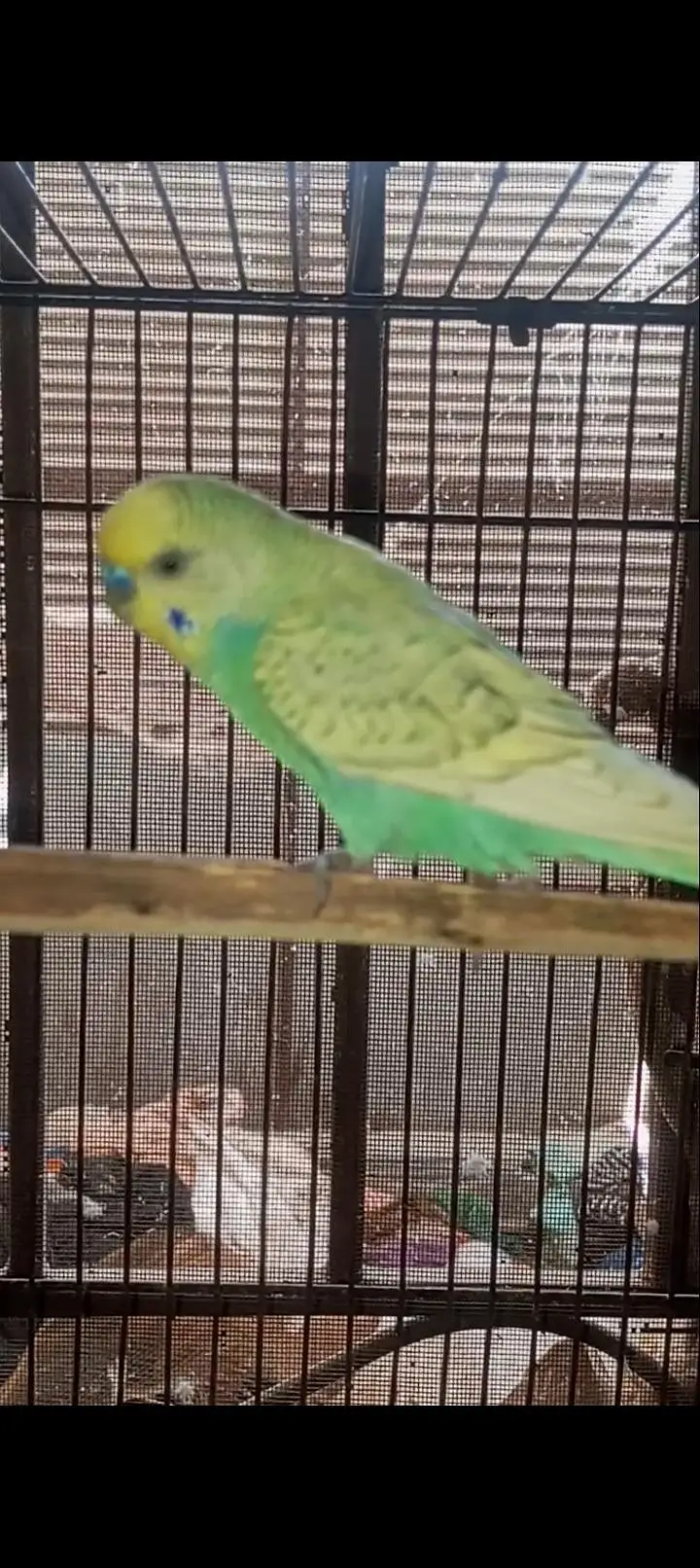 Australian Rainbow  Budgie for sale — photo 5