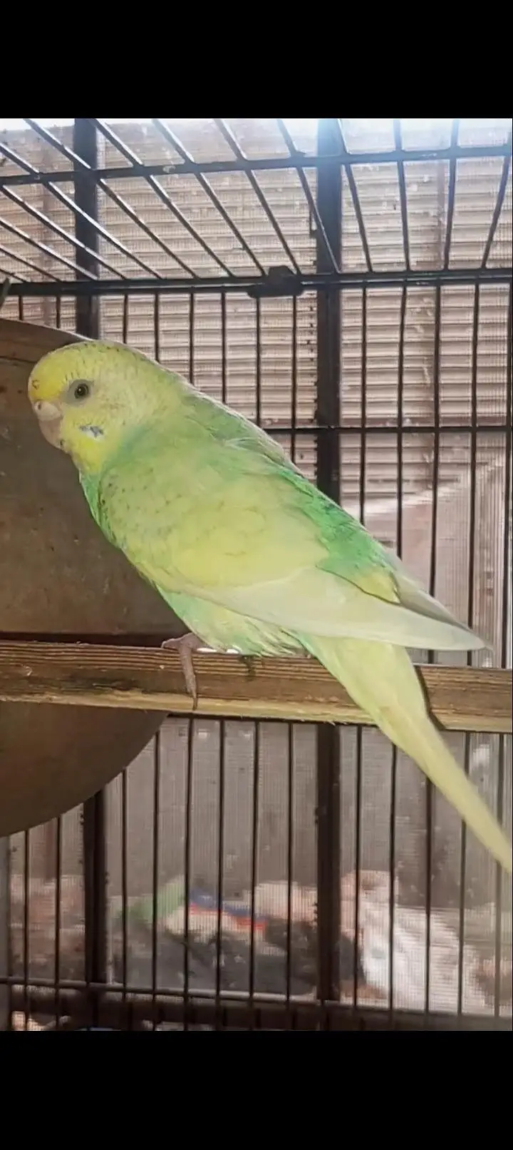 Australian Rainbow  Budgie for sale — photo 6