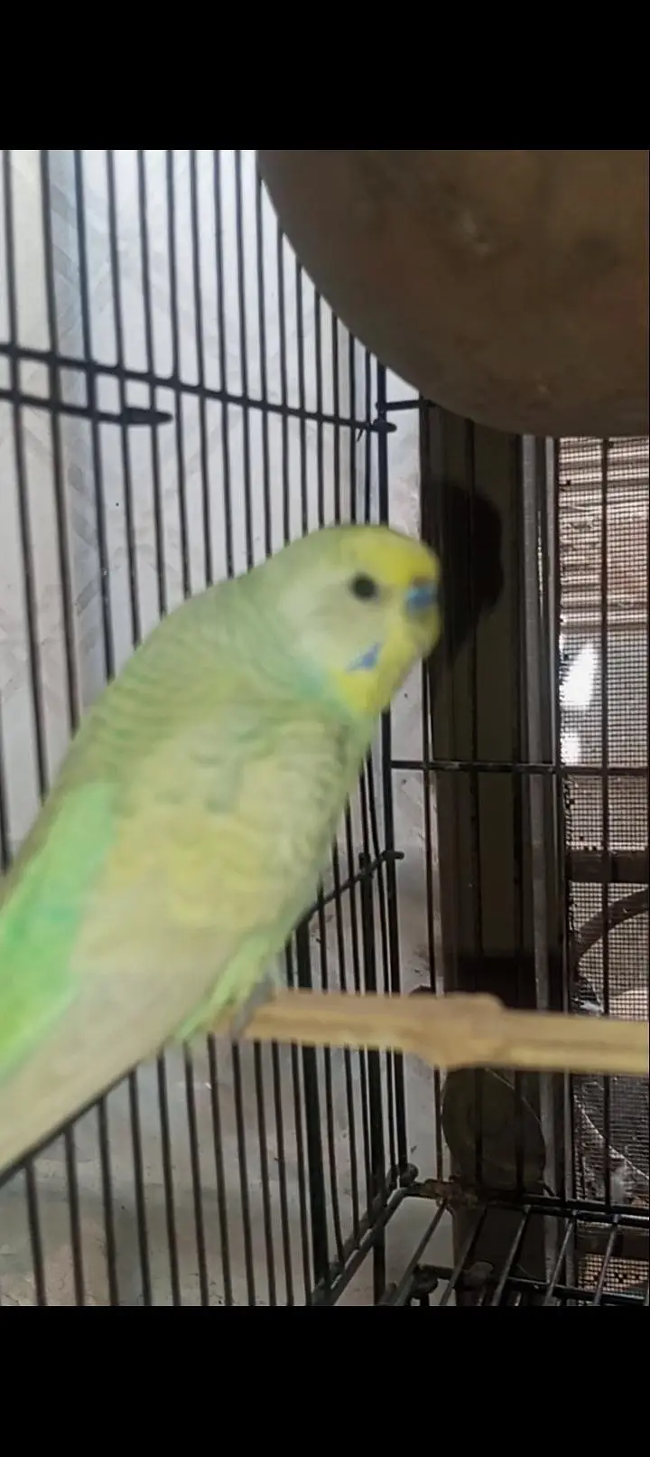 Australian Rainbow  Budgie for sale — photo 7