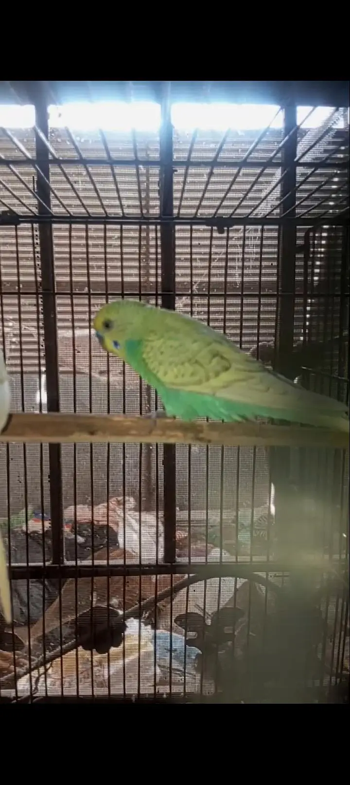 Australian Rainbow  Budgie for sale — photo 8