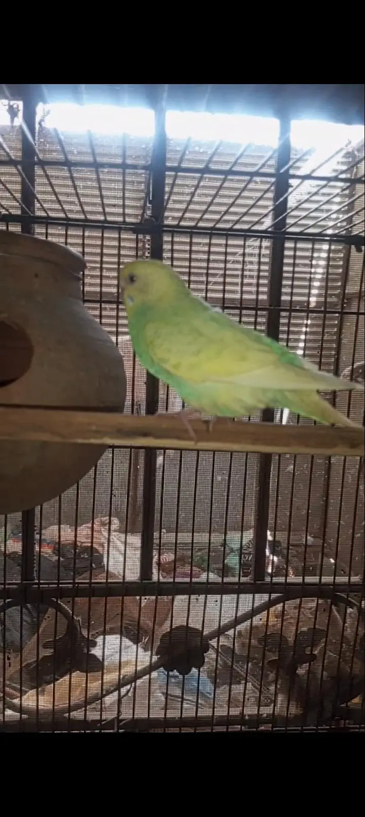 Australian Rainbow  Budgie for sale — photo 9