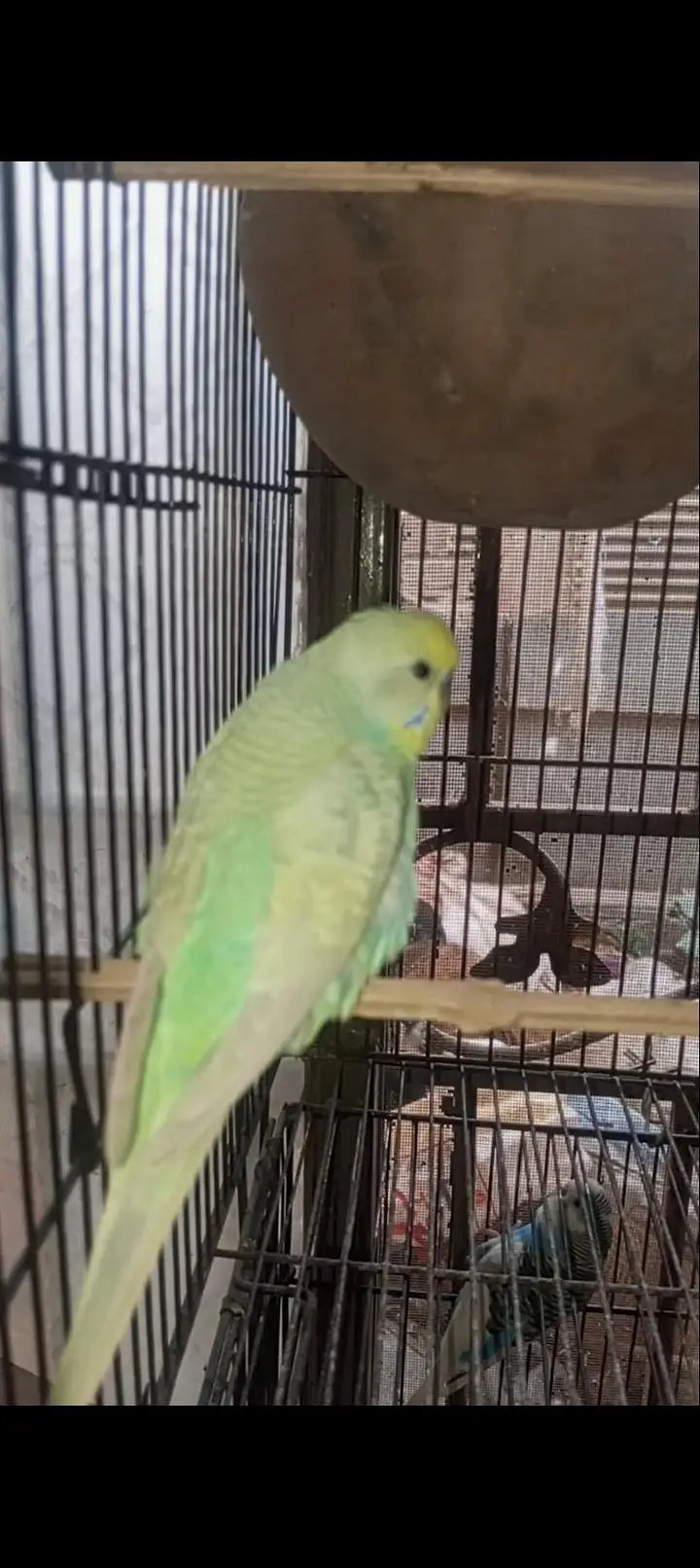 Australian Rainbow  Budgie for sale — photo 10