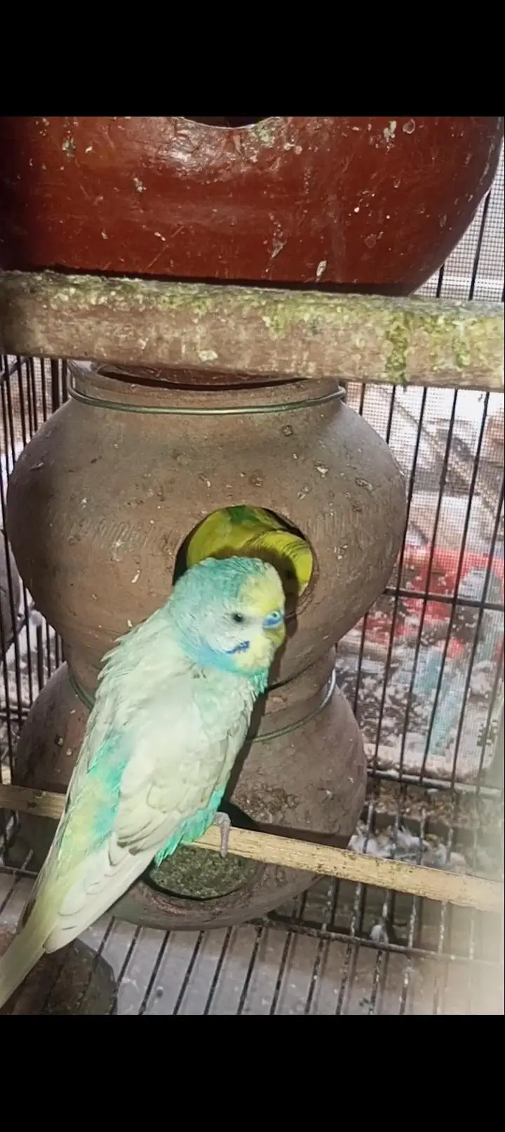 Australian Rainbow  Budgie for sale — photo 11