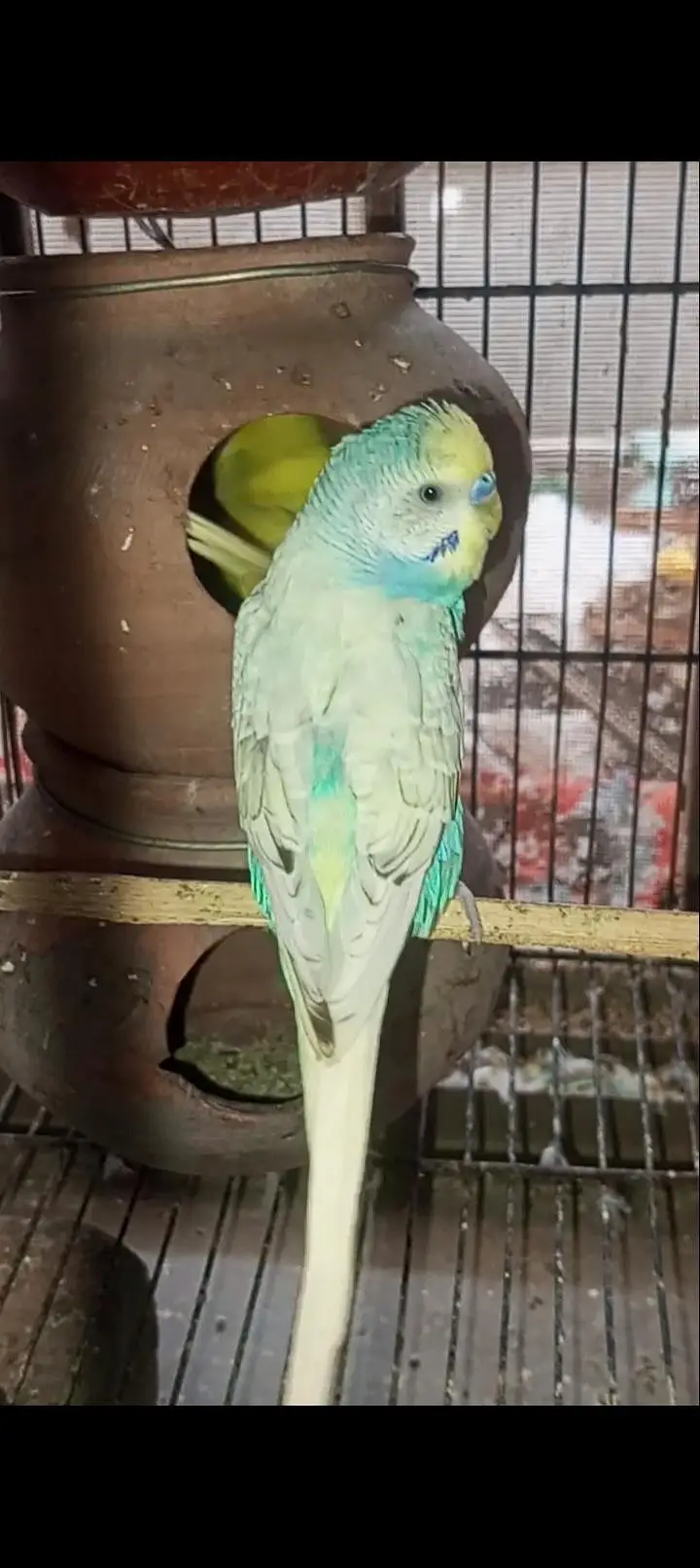 Australian Rainbow  Budgie for sale — photo 12