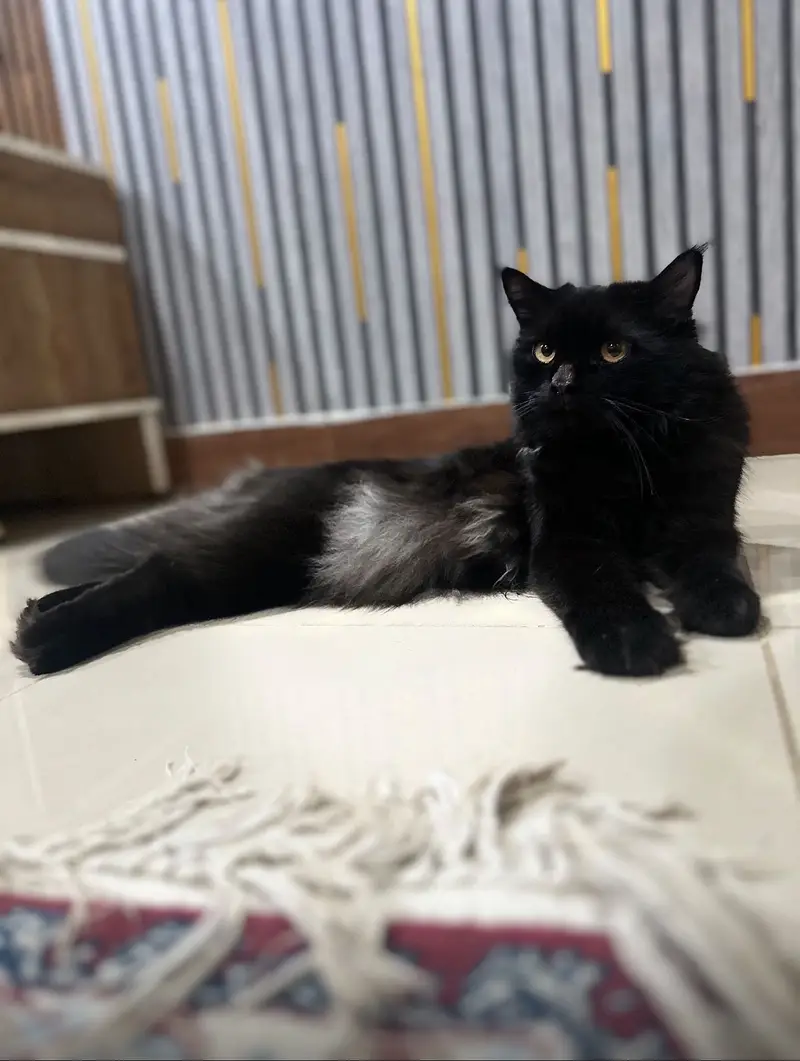 Persian male cat for sell — photo 4