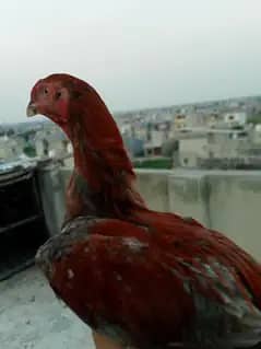 Aseel for sale