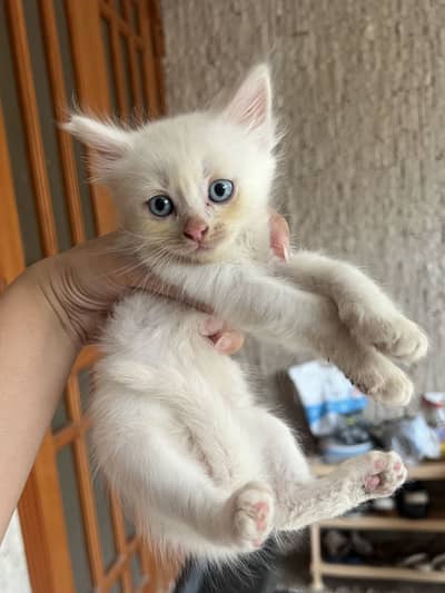 White Persian Kitten | kittens |