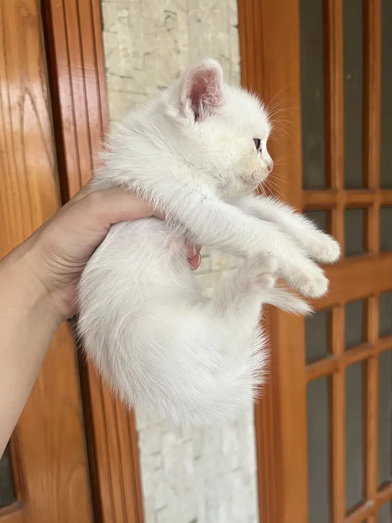 White Persian Kitten | kittens | — photo 2