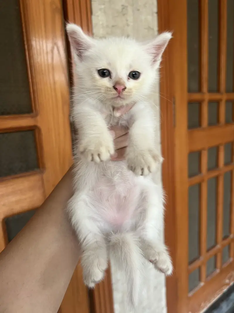 White Persian Kitten | kittens | — photo 3