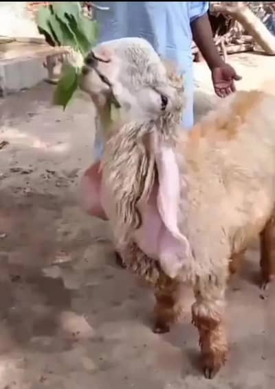 Sheep |Kajla |Chatra |goat |0300_00916906