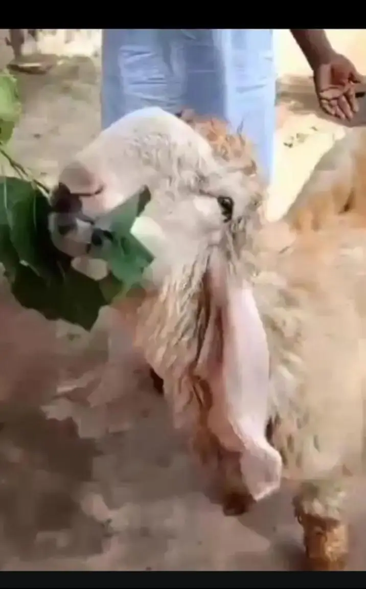Sheep |Kajla |Chatra |goat |0300_00916906 — photo 2