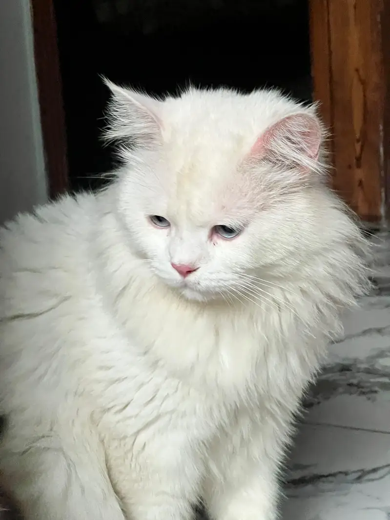 Persian male cat Blue eyes — photo 2
