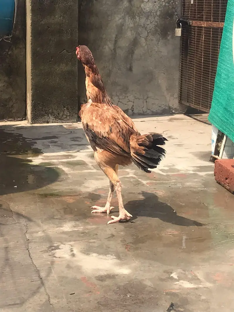 aseel thai /aseel burmi females — photo 2