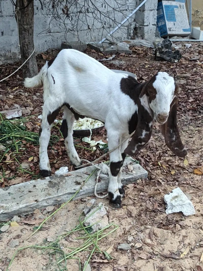 Barbany Nasal k 2 bakry jori 0 3 3 5 2 7 5 1 5 1 2 only WhatsApp — photo 4