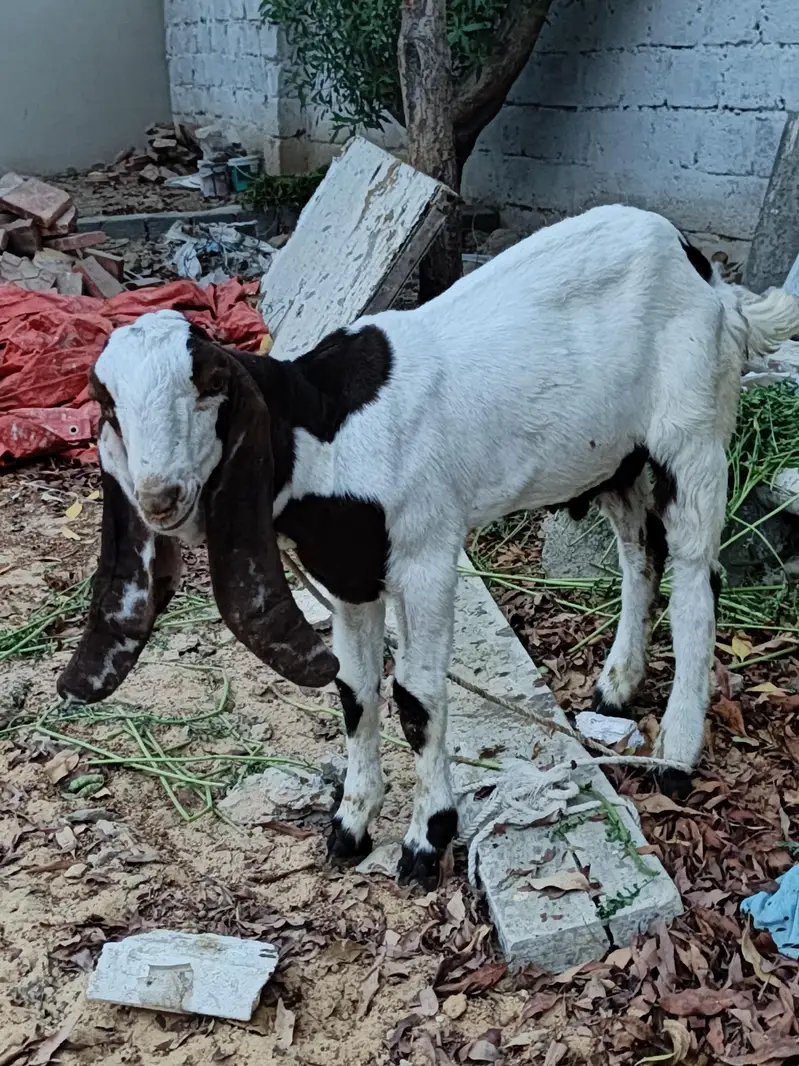 Barbany Nasal k 2 bakry jori 0 3 3 5 2 7 5 1 5 1 2 only WhatsApp — photo 5