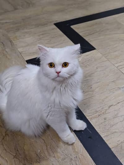 cat for sale