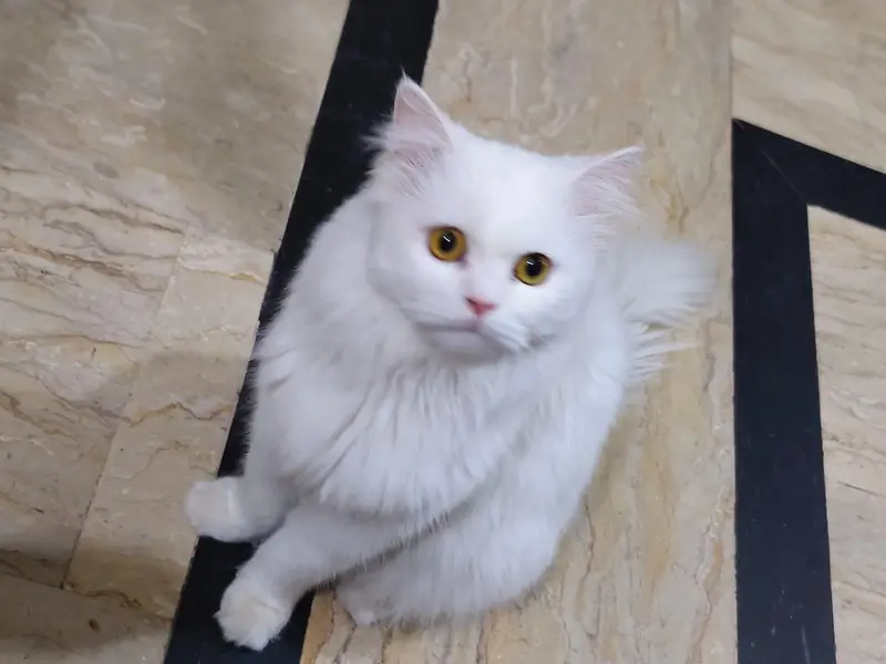 cat for sale — photo 3