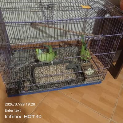 parrot pair