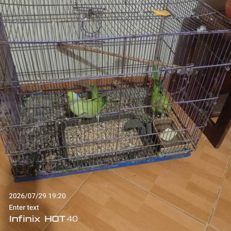 parrot pair 0