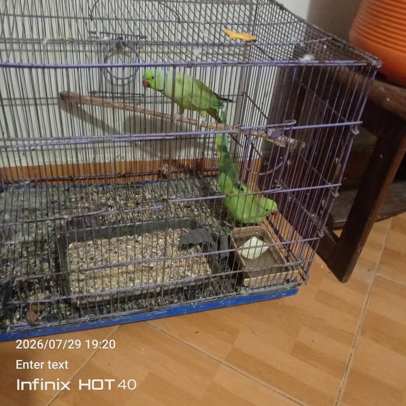 parrot pair 1