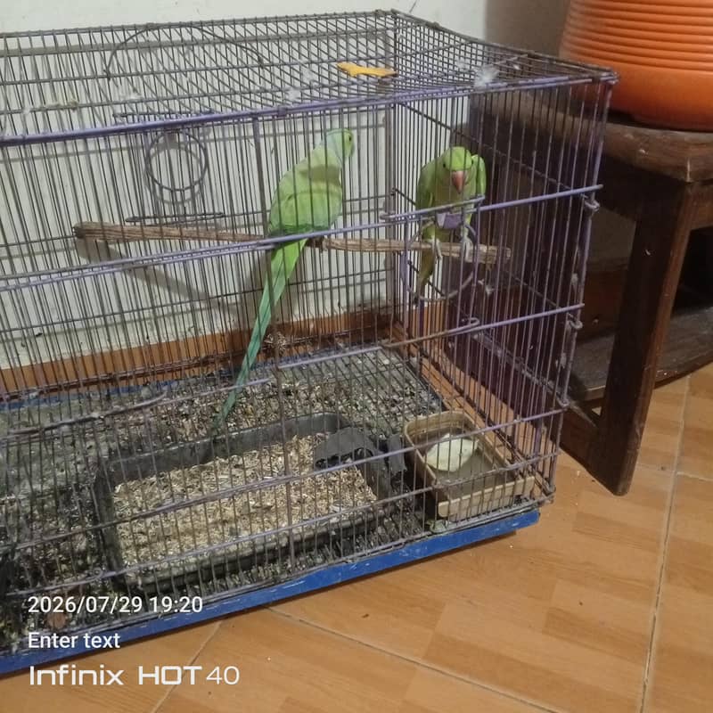 parrot pair 2