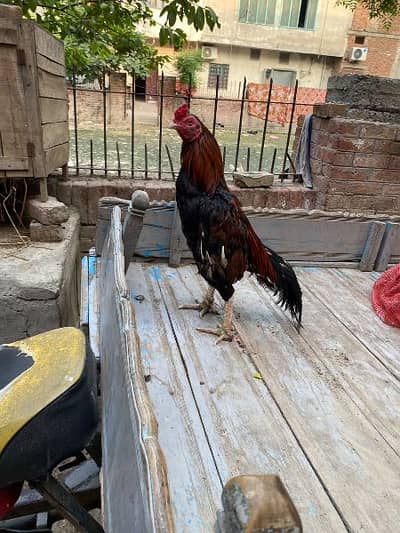 aseel murga for sale