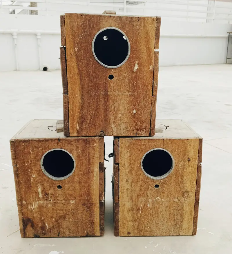 LOVEBIRD KEEKAR BOX — photo 2