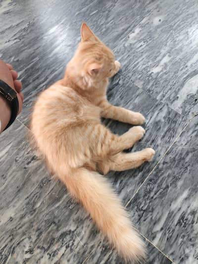 Pure Persian Cats pair for sale.