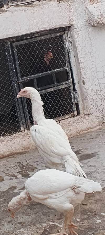 Aseel heera quality patha  for sale