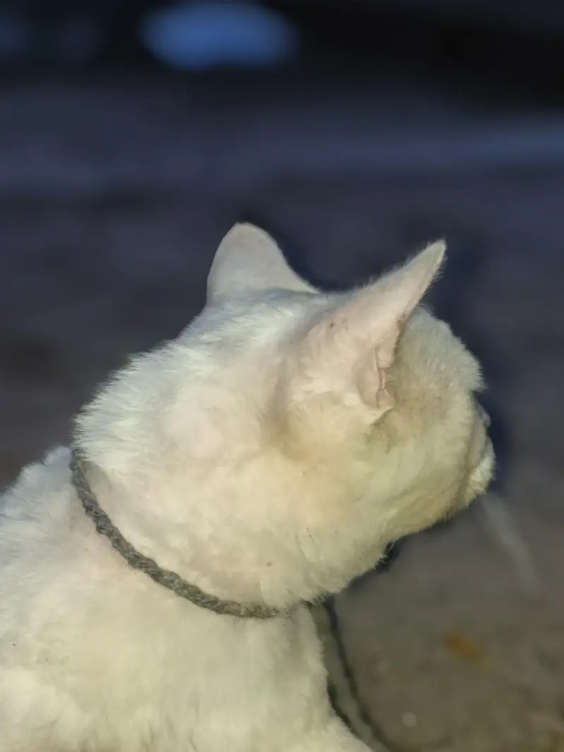 Cat For Sale. — photo 2