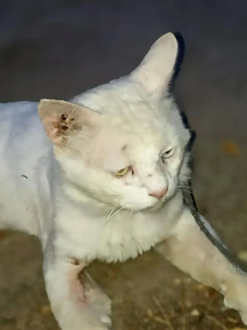 Cat For Sale. — photo 3