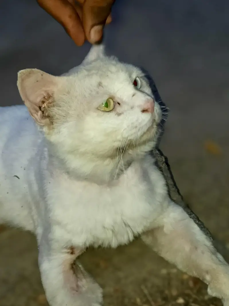 Cat For Sale. — photo 4