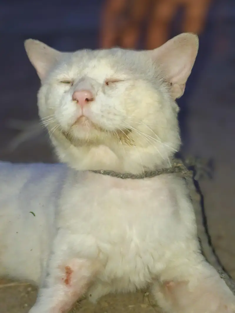 Cat For Sale. — photo 5