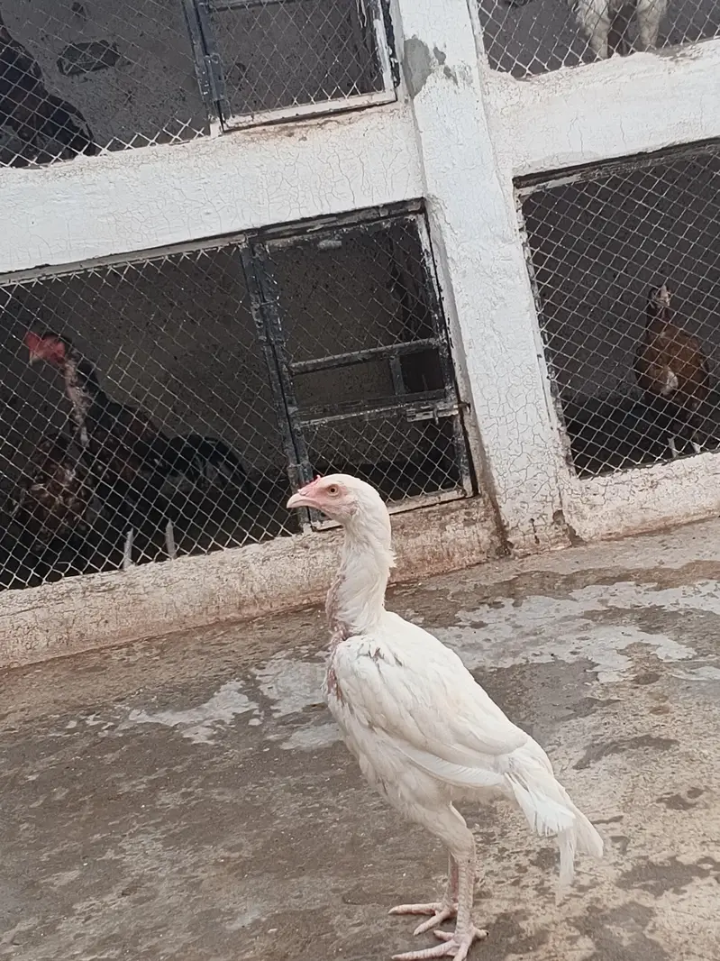 Aseel heera quality patha for sale — photo 2