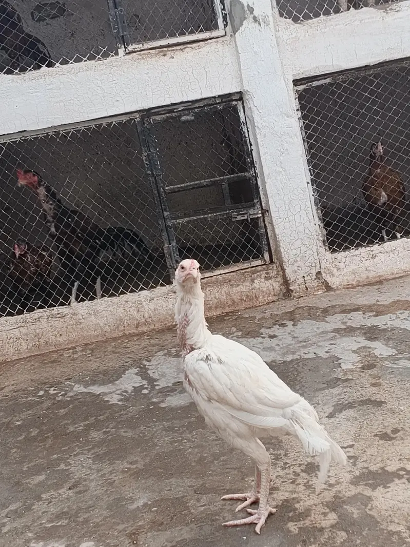 Aseel heera quality patha for sale — photo 3