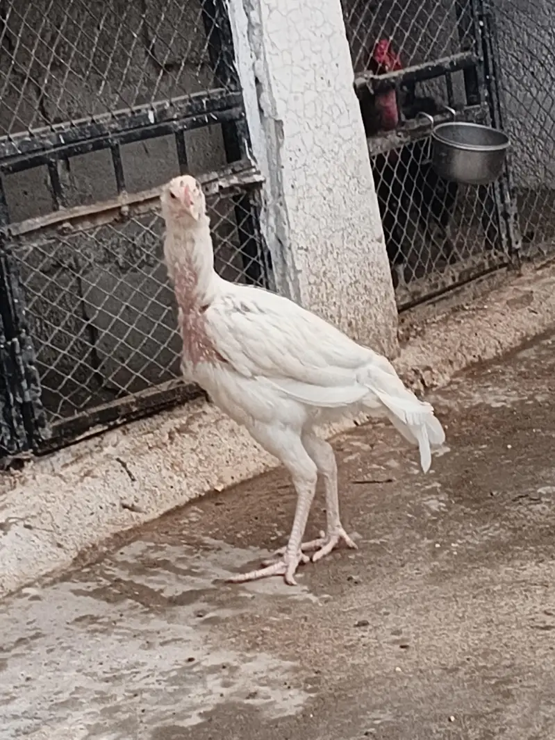 Aseel heera quality patha for sale — photo 4