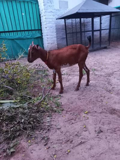 Tedda bakra bakri jora