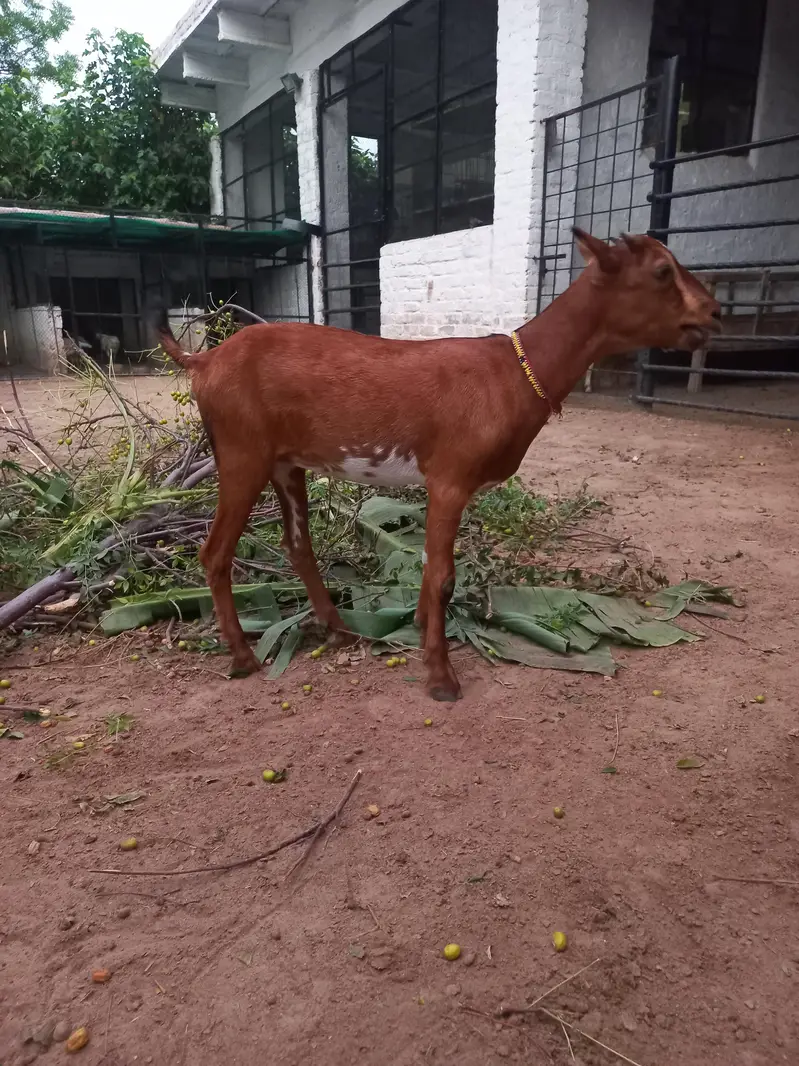 Tedda bakra bakri jora — photo 2