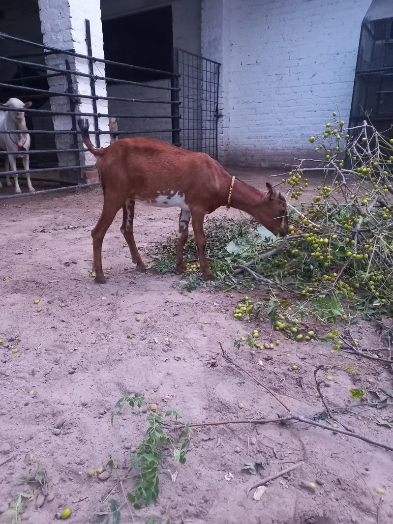 Tedda bakra bakri jora — photo 3
