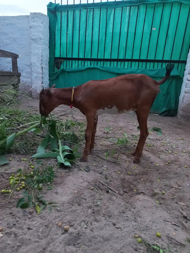 Tedda bakra bakri jora — photo 4
