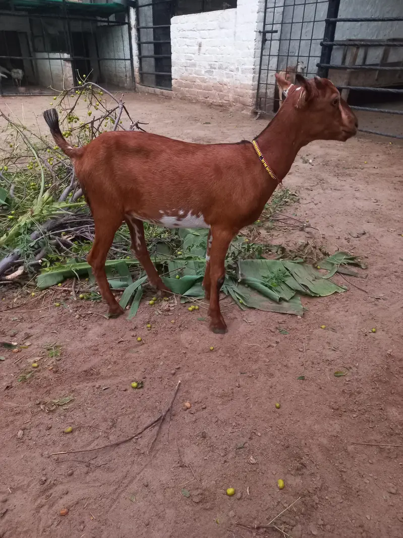 Tedda bakra bakri jora — photo 5