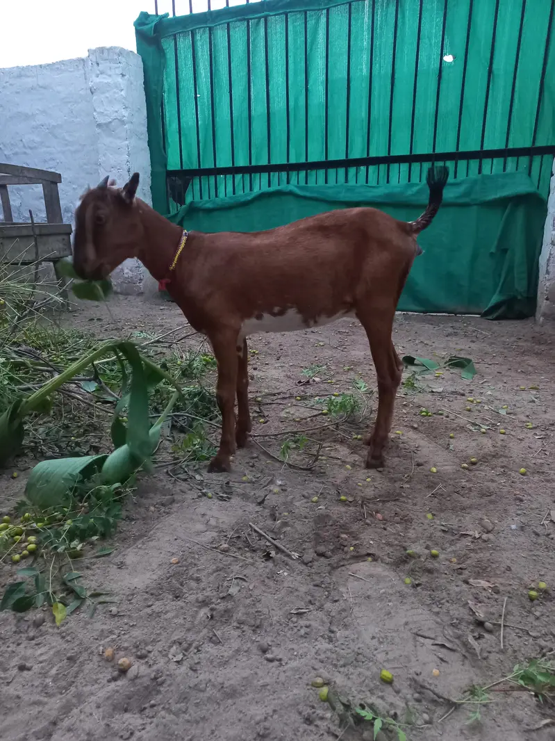 Tedda bakra bakri jora — photo 6