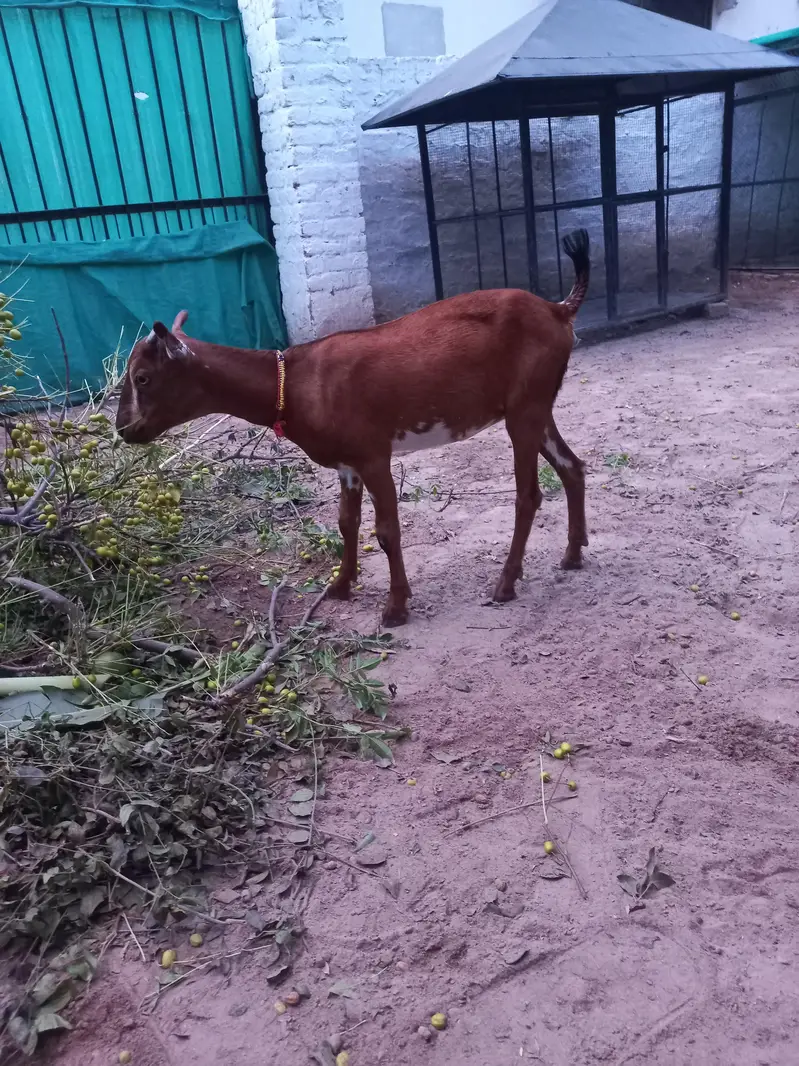 Tedda bakra bakri jora — photo 7