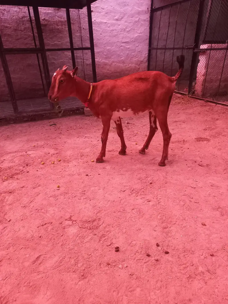 Tedda bakra bakri jora — photo 8