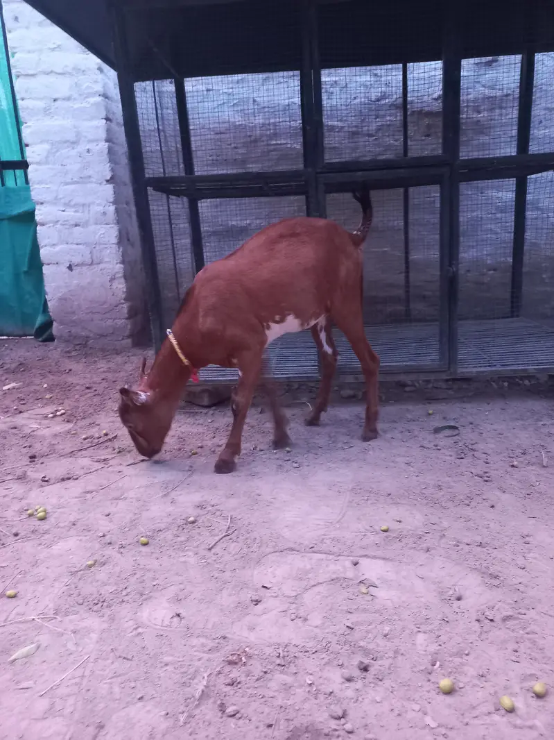 Tedda bakra bakri jora — photo 9