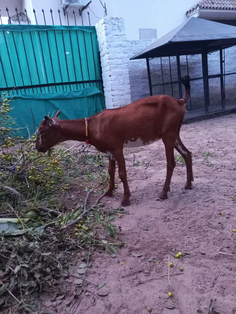 Tedda bakra bakri jora — photo 10