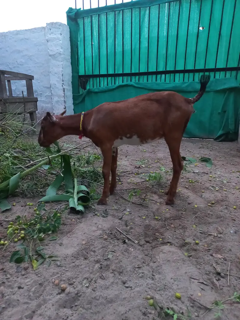 Tedda bakra bakri jora — photo 11