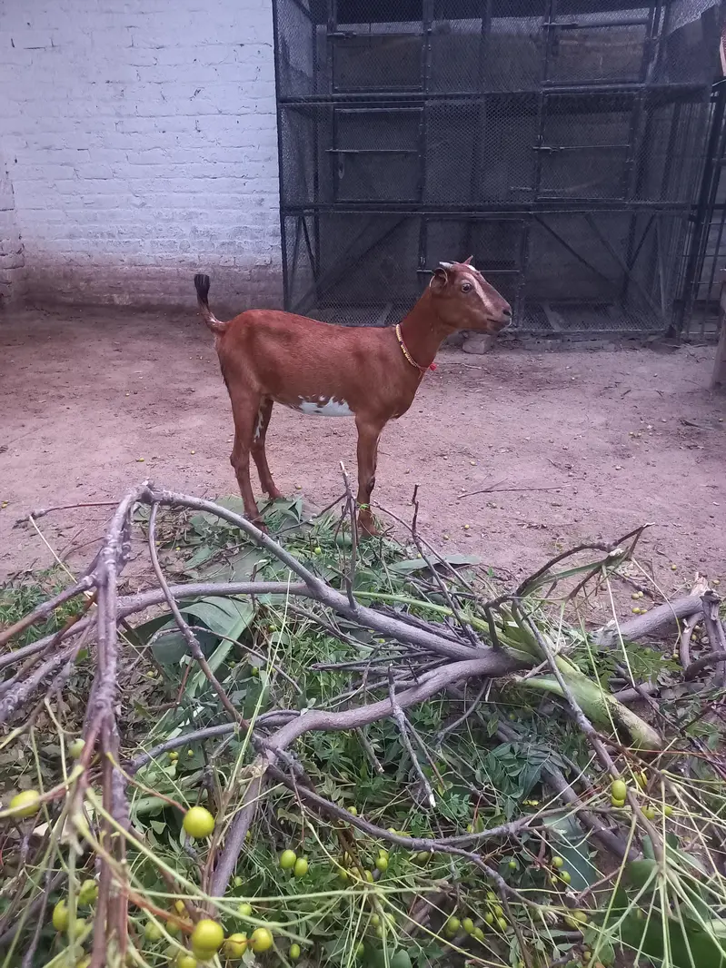 Tedda bakra bakri jora — photo 12