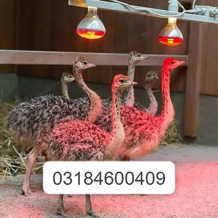 Healthy Ostrich | Ostrich Chicks for sale | Chick Available