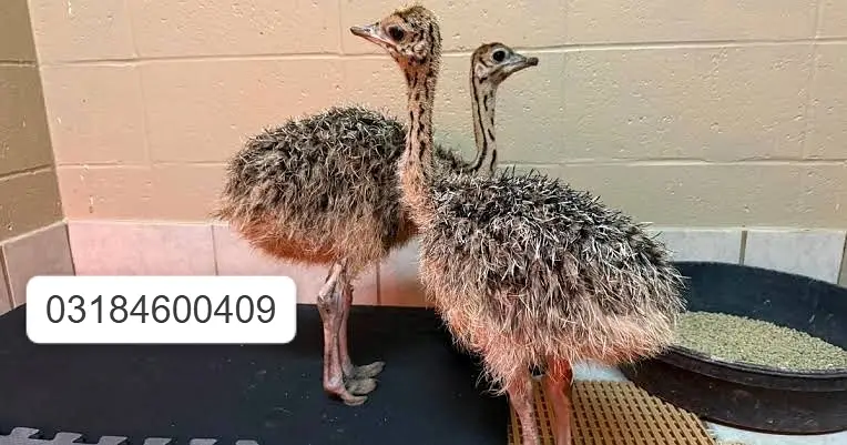 Healthy Ostrich | Ostrich Chicks for sale | Chick Available — photo 4